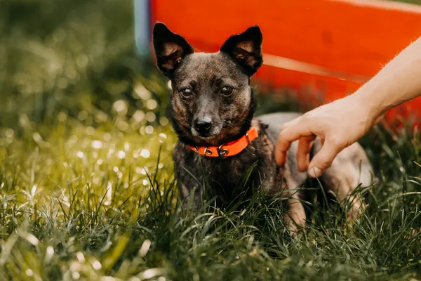 Pies do adopcji, Czartki, 26 sierpnia 2025 (5/5)