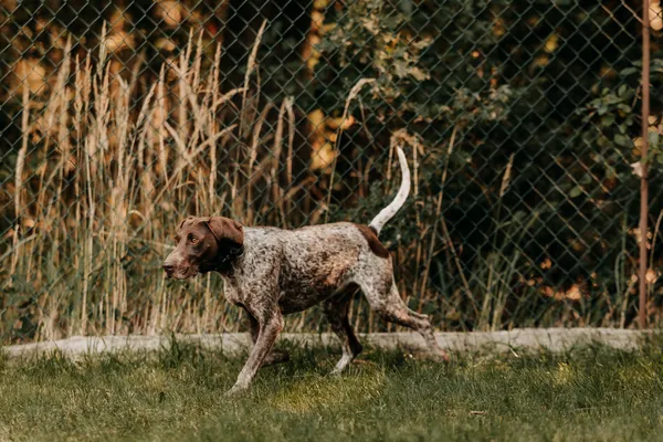 Pies do adopcji, Czartki, 26 sierpnia 2025 (1/5)