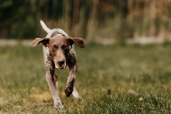 Pies do adopcji, Czartki, 26 sierpnia 2025 (3/5)