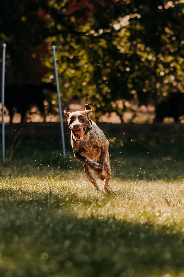 Pies do adopcji, Czartki, 26 sierpnia 2025 (4/5)