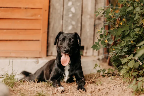 Pies do adopcji, Czartki, 26 sierpnia 2025 (1/5)