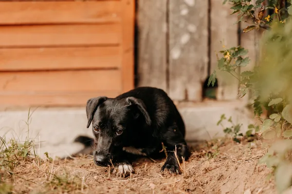 Pies do adopcji, Czartki, 26 sierpnia 2025 (3/5)