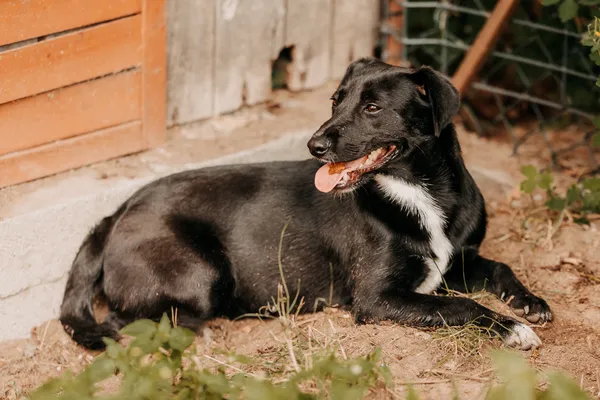 Pies do adopcji, Czartki, 26 sierpnia 2025 (4/5)