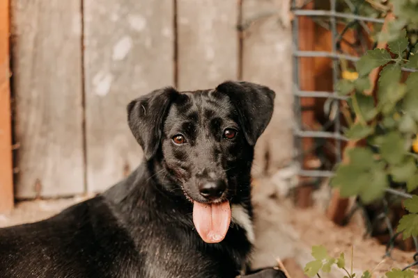 Pies do adopcji, Czartki, 26 sierpnia 2025 (5/5)