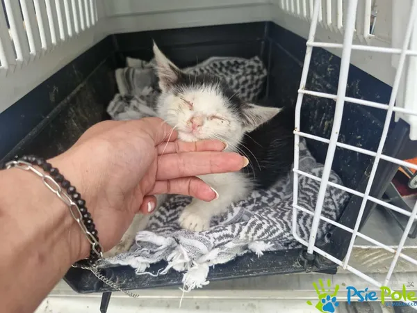 Znaleziono kota, Racławice, 25 sierpnia 2025