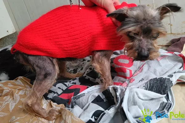 Znaleziono psa, Racławice, 19 sierpnia 2025