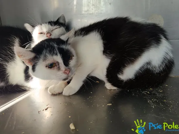 Znaleziono kota, Racławice, 18 sierpnia 2025 (1/2)