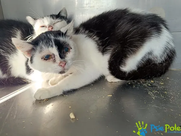 Znaleziono kota, Racławice, 18 sierpnia 2025 (2/2)