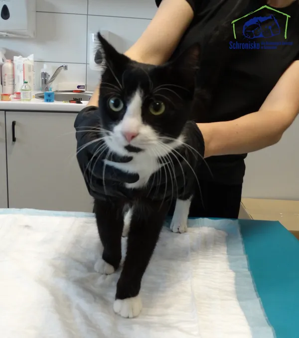 Znaleziono kota, Szczecin, 26 sierpnia 2025