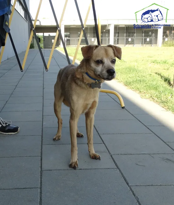 Znaleziono psa, Szczecin, 25 sierpnia 2025