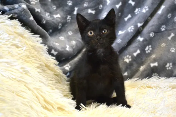 Kot do adopcji, Chełmek, 5 sierpnia 2025