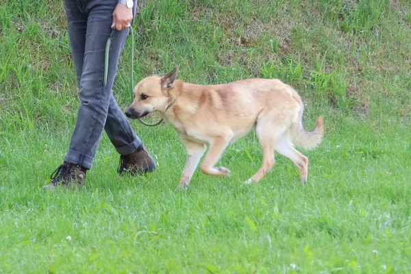 Pies do adopcji, Bełchatów, 6 maja 2025 (3/5)