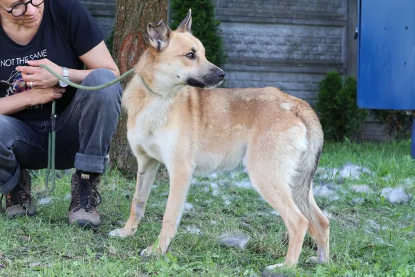 Pies do adopcji, Bełchatów, 6 maja 2025 (5/5)