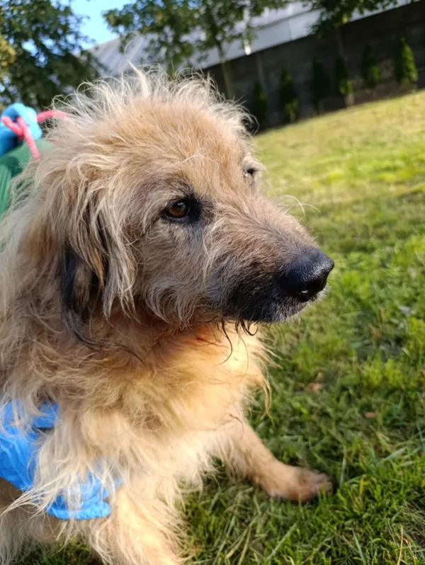 Pies do adopcji, Bełchatów, 8 czerwca 2025 (4/5)