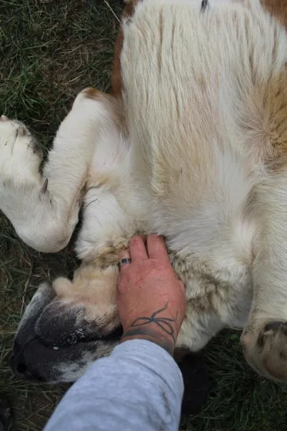 Pies do adopcji, Bełchatów, 10 czerwca 2025 (4/5)