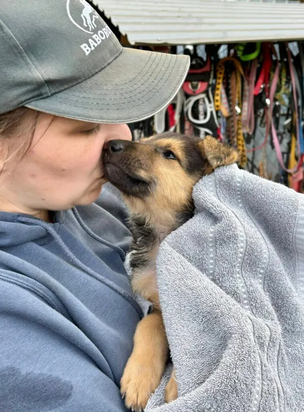 Pies do adopcji, Przyborówko, 26 sierpnia 2025 (1/3)