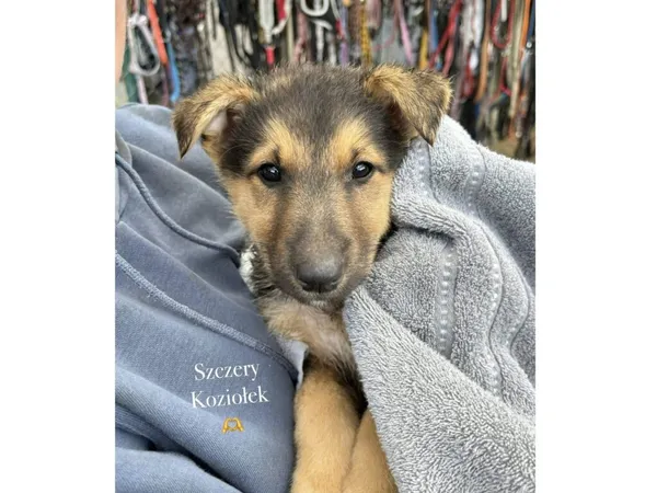 Pies do adopcji, Przyborówko, 26 sierpnia 2025 (2/3)