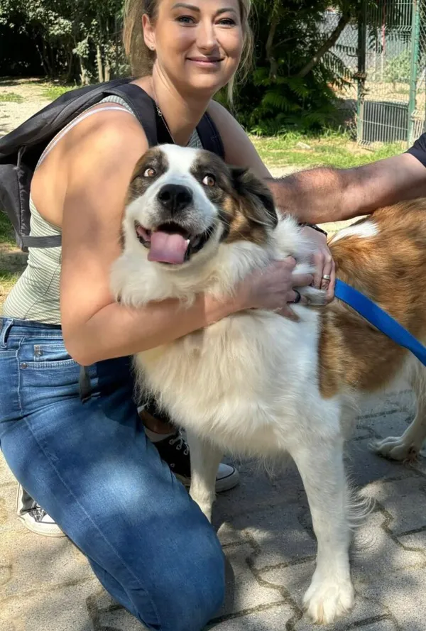 Pies do adopcji, Przyborówko, 26 sierpnia 2025 (1/3)