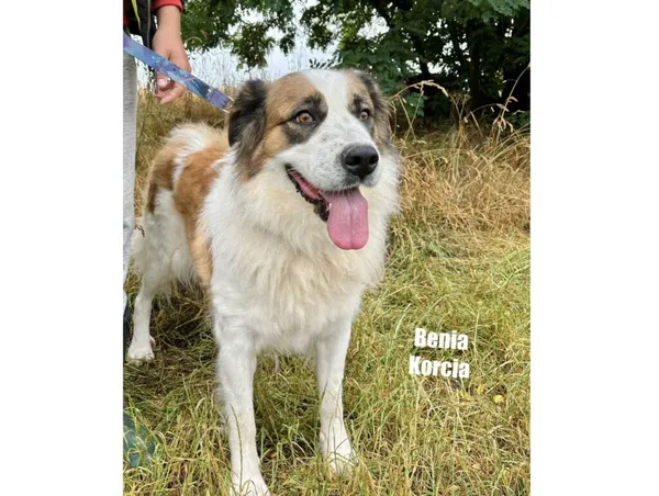 Pies do adopcji, Przyborówko, 26 sierpnia 2025 (3/3)