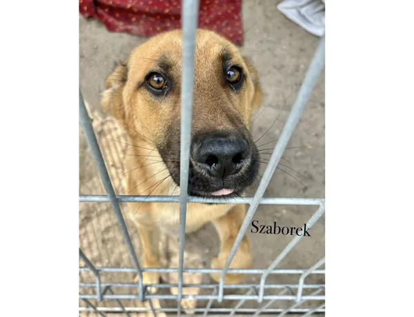 Pies do adopcji, Przyborówko, 26 sierpnia 2025 (3/3)
