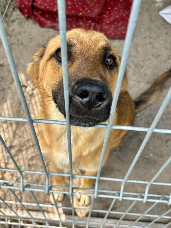 Pies do adopcji, Przyborówko, 9 czerwca 2026 (1/5)