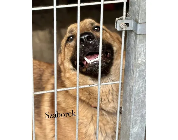 Pies do adopcji, Przyborówko, 9 czerwca 2026 (5/5)