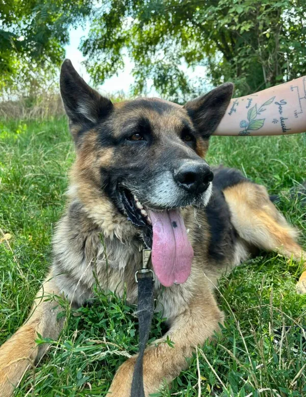 Pies do adopcji, Przyborówko, 13 lutego 2026 (1/4)