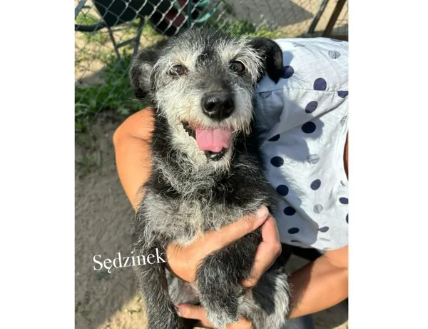 Pies do adopcji, Przyborówko, 26 sierpnia 2025 (3/3)