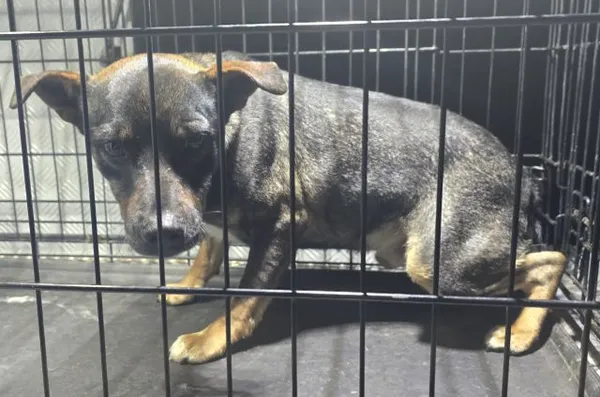 Znaleziono psa, Radom, 25 sierpnia 2025