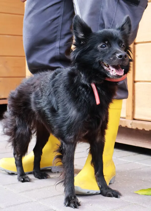 Znaleziono psa, Łódź, 26 sierpnia 2025 (1/5)