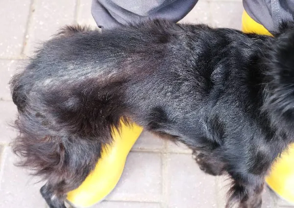 Znaleziono psa, Łódź, 26 sierpnia 2025 (4/5)