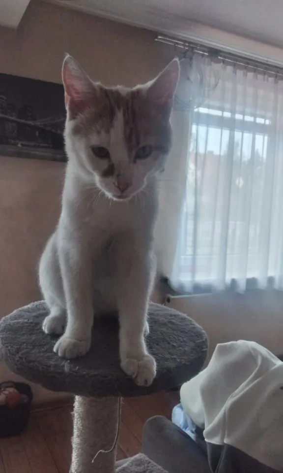 Zaginął kot, Łódź, 26 sierpnia 2025