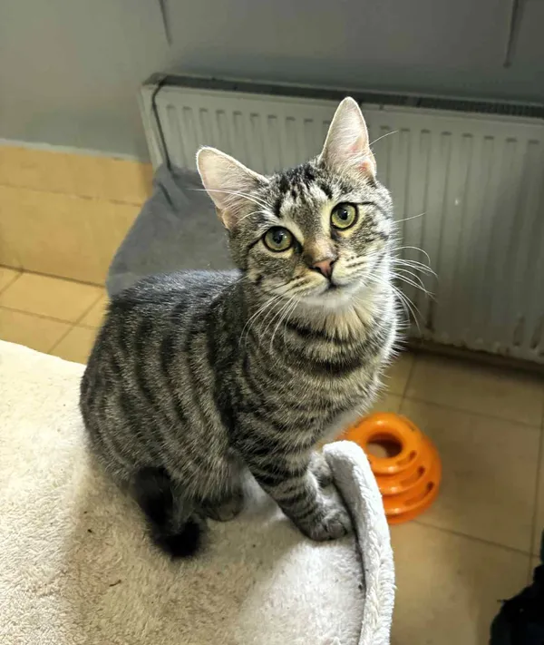 Kot do adopcji, Olsztyn, 18 sierpnia 2025 (1/4)