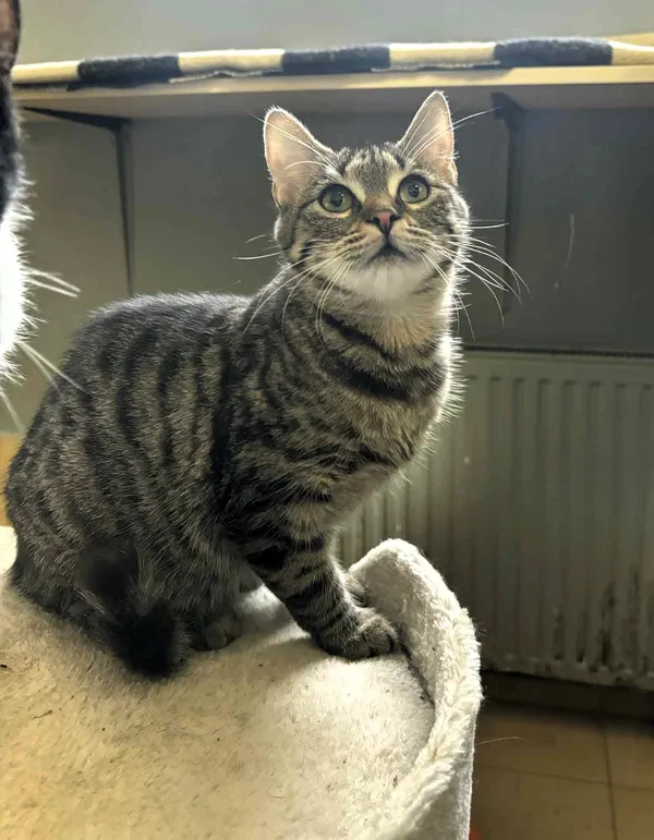 Kot do adopcji, Olsztyn, 18 sierpnia 2025 (2/4)