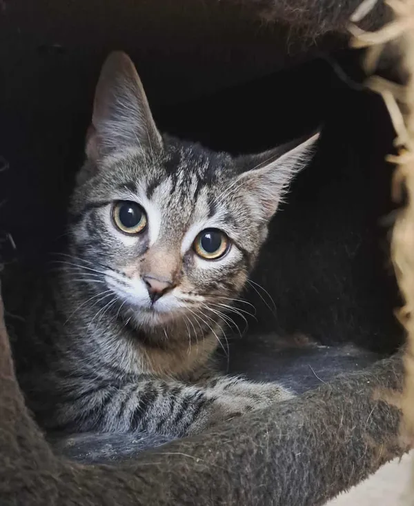 Kot do adopcji, Olsztyn, 18 sierpnia 2025 (4/4)