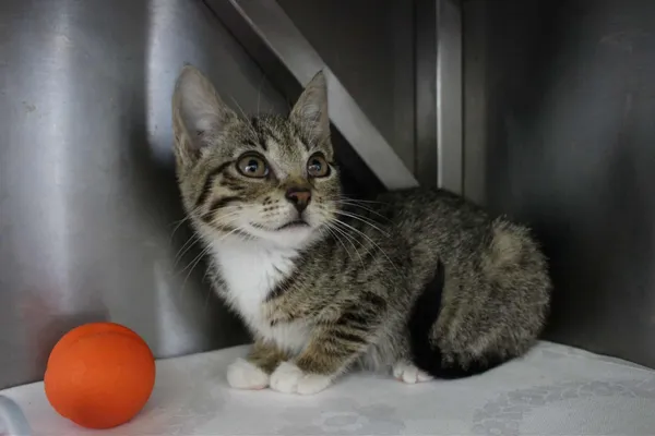 Kot do adopcji, Olsztyn, 8 sierpnia 2025