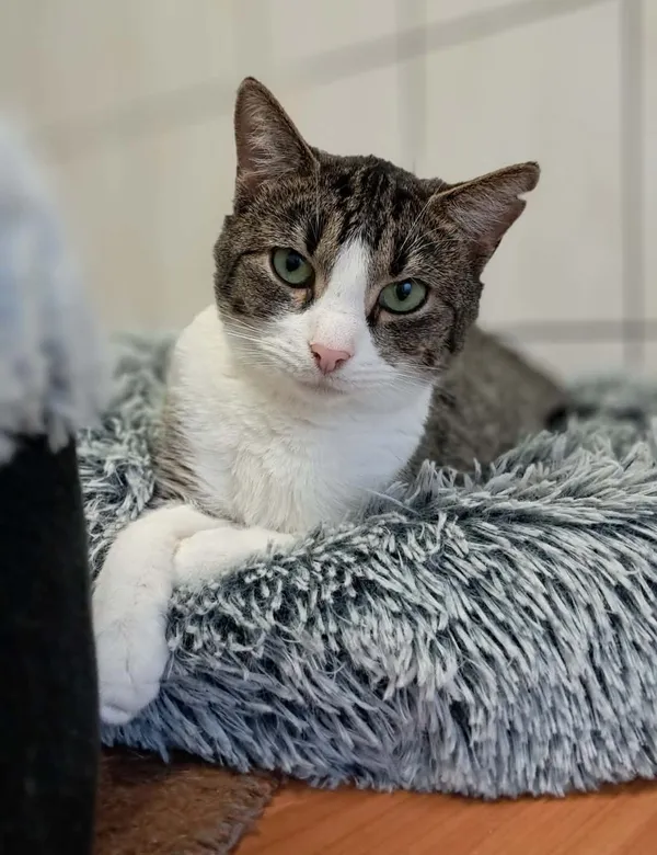 Kot do adopcji, Olsztyn, 19 lipca 2025 (1/4)