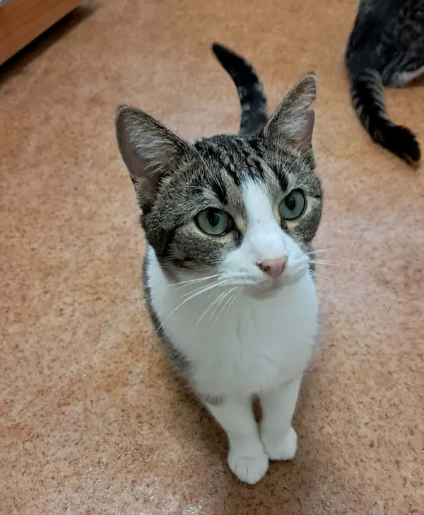 Kot do adopcji, Olsztyn, 19 lipca 2025 (2/4)