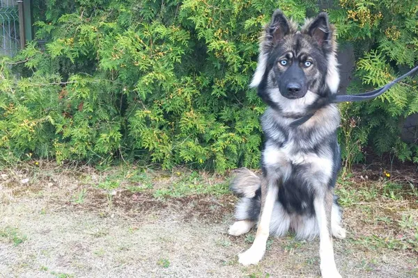 Znaleziono psa, Henrykowo, 20 sierpnia 2025