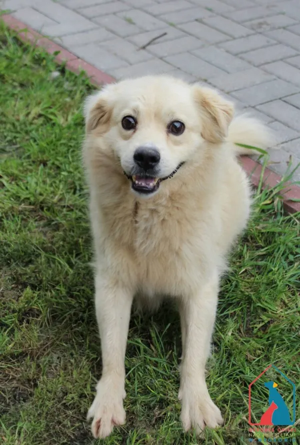 Pies do adopcji, Grudziądz, 1 sierpnia 2025