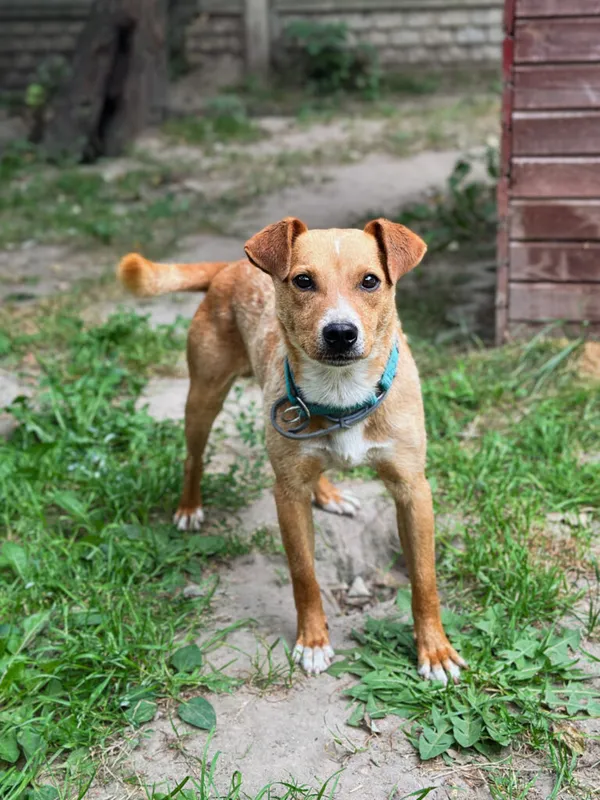 Pies do adopcji, Korabiewice, 28 lipca 2025 (1/5)