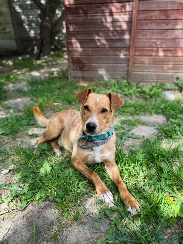 Pies do adopcji, Korabiewice, 28 lipca 2025 (4/5)