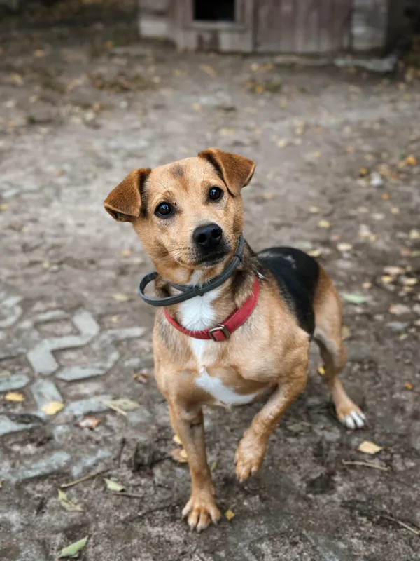 Pies do adopcji, Korabiewice, 28 lipca 2025 (2/5)