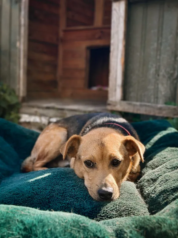 Pies do adopcji, Korabiewice, 28 lipca 2025 (5/5)