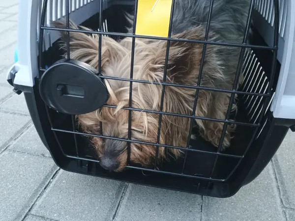 Znaleziono psa, Bydgoszcz, 26 sierpnia 2025