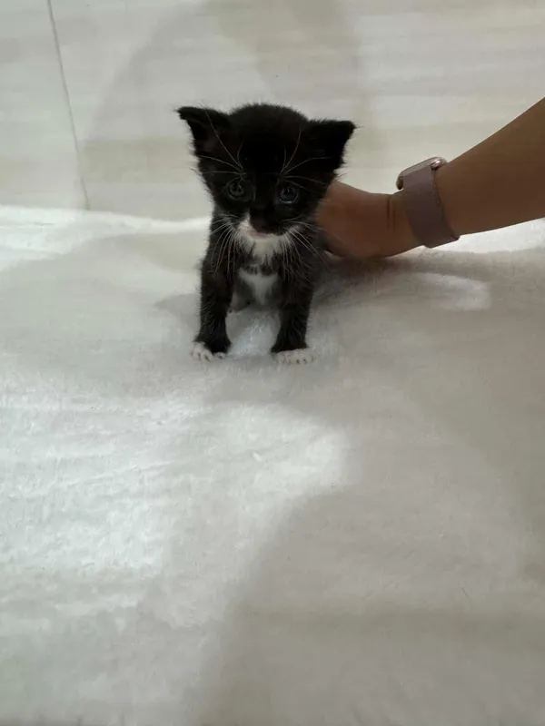 Znaleziono kota, Czartki, 26 sierpnia 2025