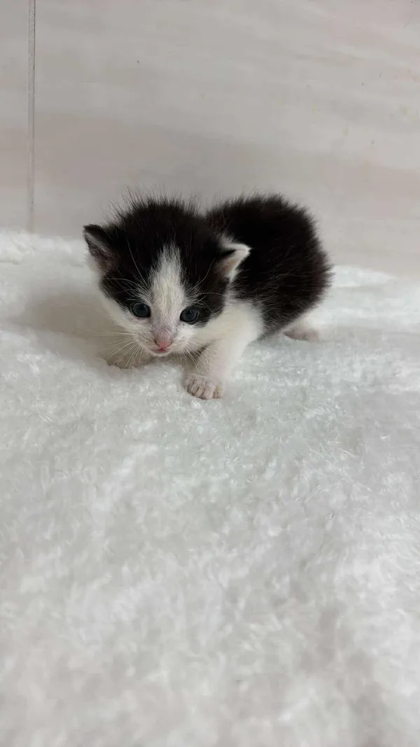 Znaleziono kota, Czartki, 26 sierpnia 2025