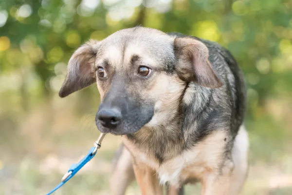 Pies do adopcji, Nowodwór, 26 sierpnia 2025 (2/5)