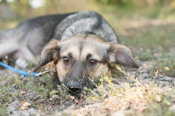 Pies do adopcji, Nowodwór, 26 sierpnia 2025 (4/5)