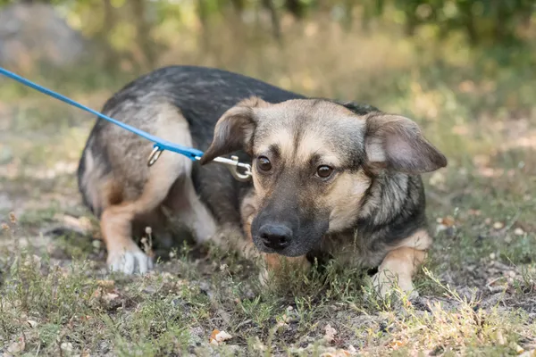 Pies do adopcji, Nowodwór, 26 sierpnia 2025 (5/5)